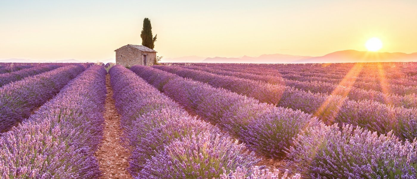 Lavender fields - Wine Paths